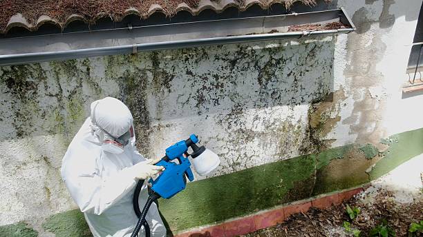 Trusted Mold Inspection service in Syosset, NY - Cheap Mold Removal